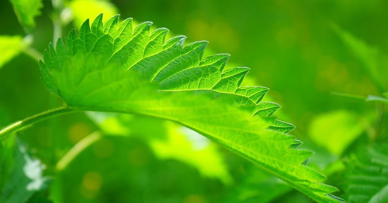 L'essor des batteries sodium-ion : la révolution qui va changer le stockage d'énergie